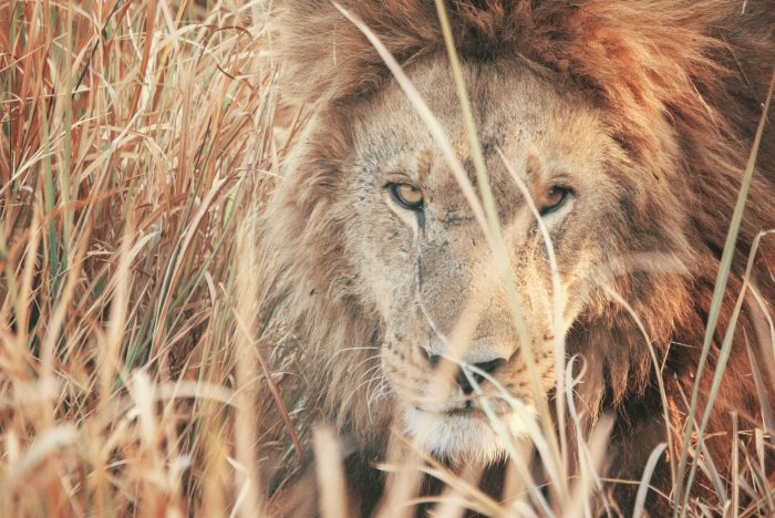 Family-friendly wildlife holidays